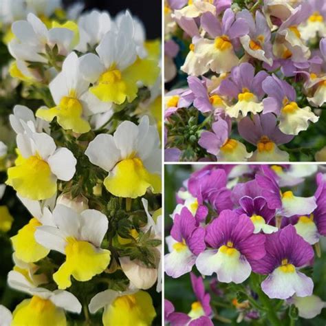 Highly Scented Nemesia Fairy Kisses Plants Richard