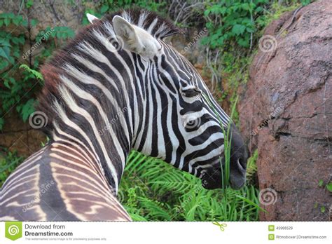 Zebra eating plants stock image. Image of leaves, head - 45966529