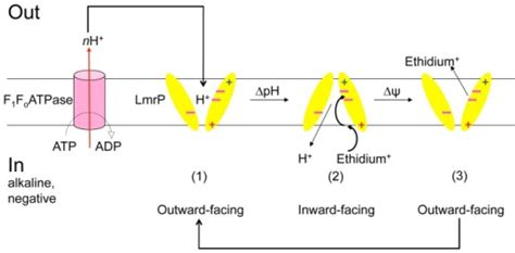 Alternating Access Model For Δp Dependent Ethidium Eff Open I