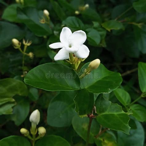 Beautiful White Jasmine Flowers Stock Photo Image Of Decoration