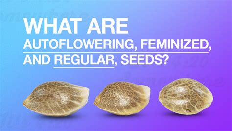 What Are Autoflowering Feminized And Regular Seeds Fast Buds