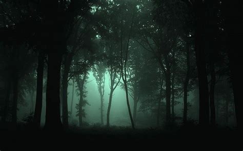 Paisajes Oscuro Bosque De Niebla Fondo De Pantalla Foggy Forest