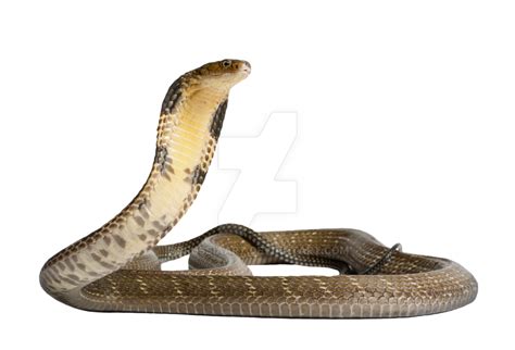 Snake Png Images Transparent Free Download