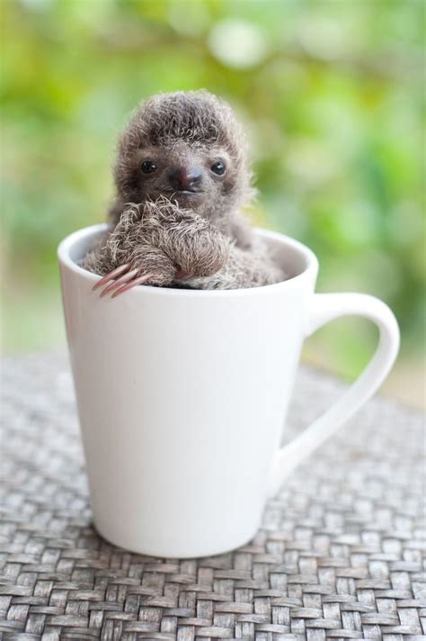 Slothlove Captures The Endearing Charm Of Orphaned Baby Sloths Cute