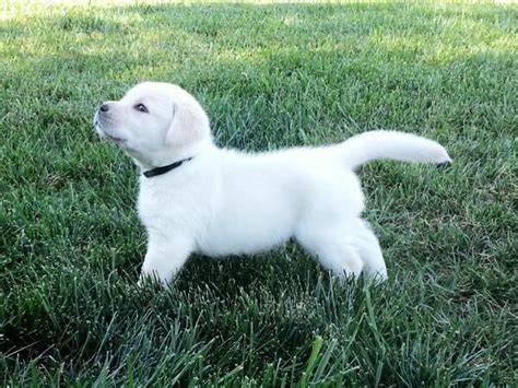 Finding the right yellow lab puppy can be dog gone hard work. **AKC CH LINE ENGLISH LABRADOR PUPPIES WHITE/CREAM/YELLOW ...