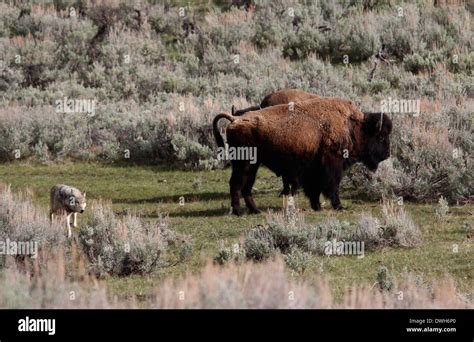 Bison Hunting Hi Res Stock Photography And Images Alamy