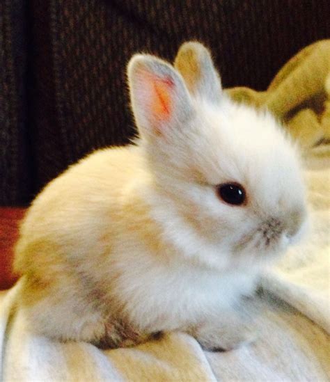 Cute Baby Lionhead Bunny At 2 Weeks Old