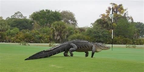 Alligator On Florida Golf Course Fails To Stop Play