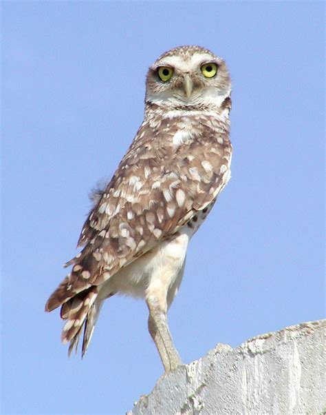 Athene Cunicularia Burrowing Owl Speotyto Cunicularia