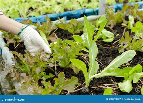 Hand Of Female Farmer Inspecting Green Lettuce Located In The Cultivated Land Stock Image