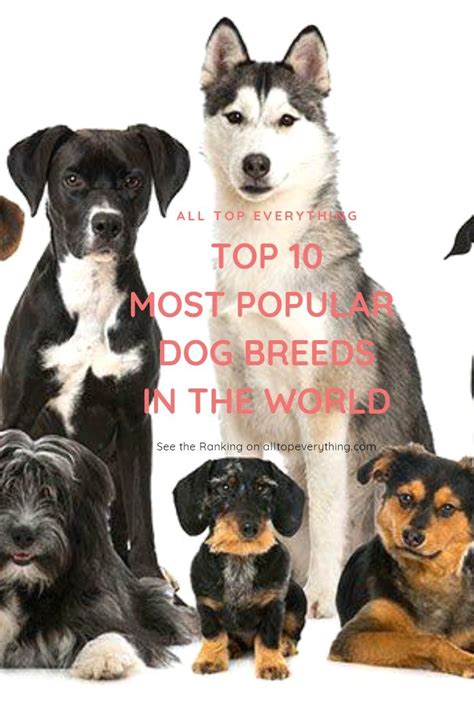 The Top 10 Most Popular Dog Breeds In The World