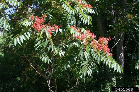 Tree Of Heaven Ailanthus Altissima Sapindales Simaroubaceae 5451563