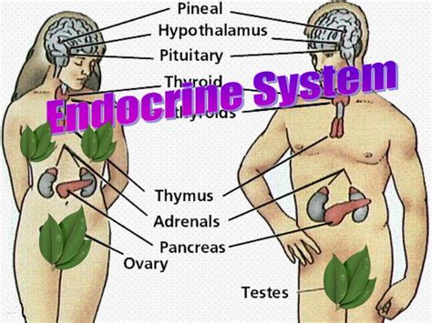 PPT Endocrine System PowerPoint Presentation Free Download ID