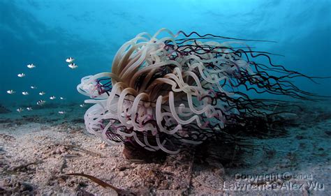 Mh 1 Anemon Laut ~ Sea Life