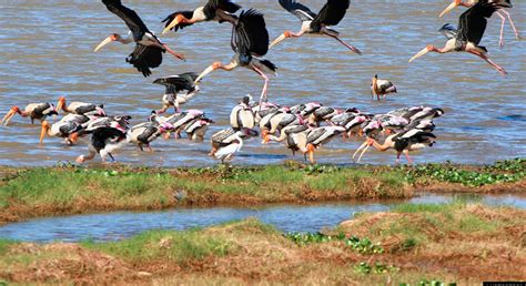 Kumana National Park 3 Hour Private Safari Tissamaharama