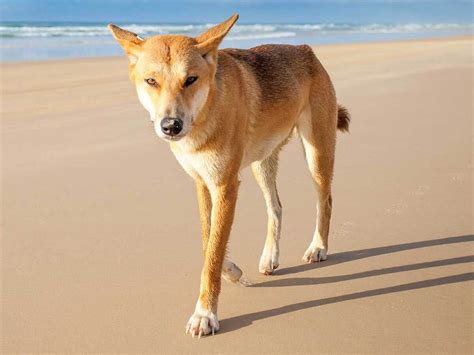 What Is A Dingo Mixed With