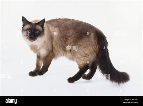 Seal Point Balinese Cat With Seal Brown Points And Pale Fawn Coloured