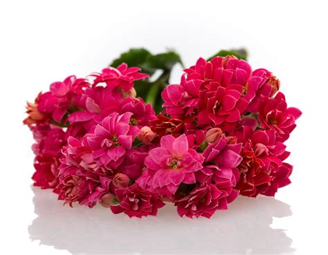 Kalanchoe Plant Care Instructions