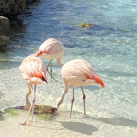 De Palm Island Aruba 2021 All You Need To Know Before You Go With