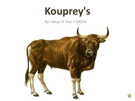 Kouprey Alchetron The Free Social Encyclopedia