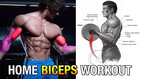 Home Bicep Workout No Equipment Bicep Exercises At Home Without