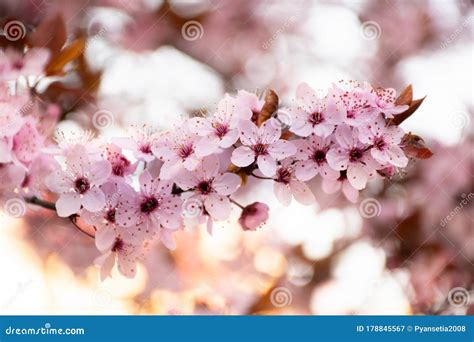 Japanese Cherry Blossoms In Pink On A Blurred Bokeh Background Stock
