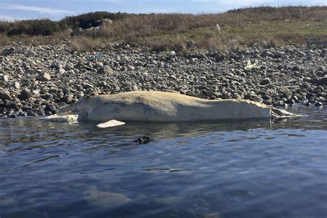 Scientists Fear Latest Right Whale Found Dead Was A Calf The Globe