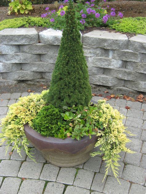 14 Best Evergreens For Pots Images Plants Garden Shrubs Shrubs