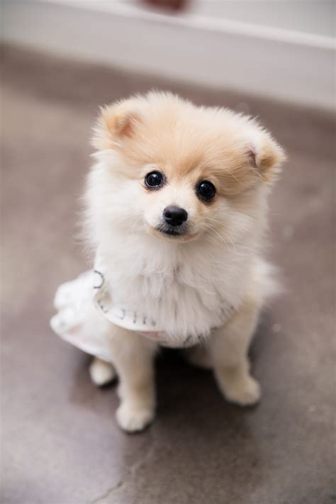 Pomeranian Puppies Clothes Pets Lovers