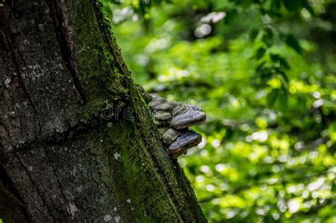 Green fungus on tree branches? Fungus on a tree trunk stock image. Image of natural ...