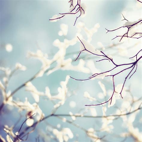Looking for the best wallpapers? Free winter iPad wallpapers - PremiumCoding