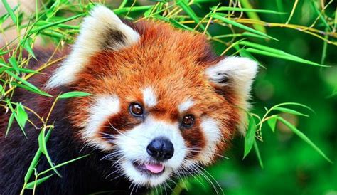 Wnc Nature Center Seeks Crowdfunding Support For Red Panda Exhibit