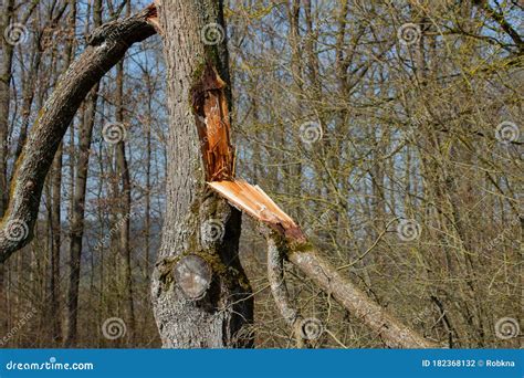 Branch Torn Off A Tree Trunk During A Storm Stock Photo Image Of