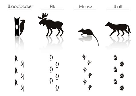Animals With Footprint Silhouette Vector Material 03 Free
