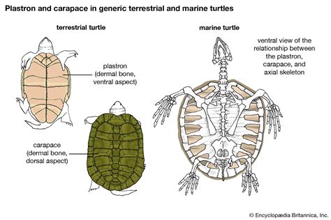Turtle Internal Anatomy Anatomical Charts Posters