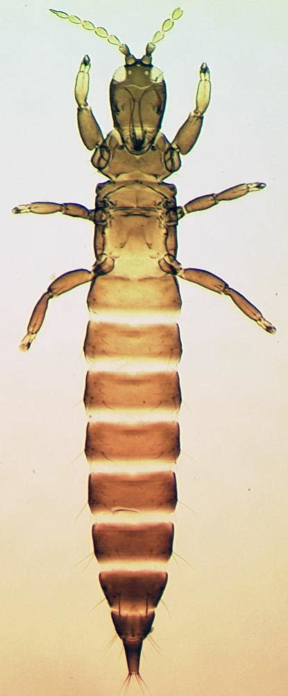 Variety Of Life Phlaeothripidae