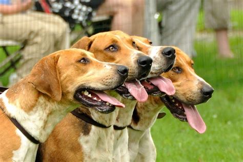 The Best Types Of Hunting Dog Breeds Brave Hunters