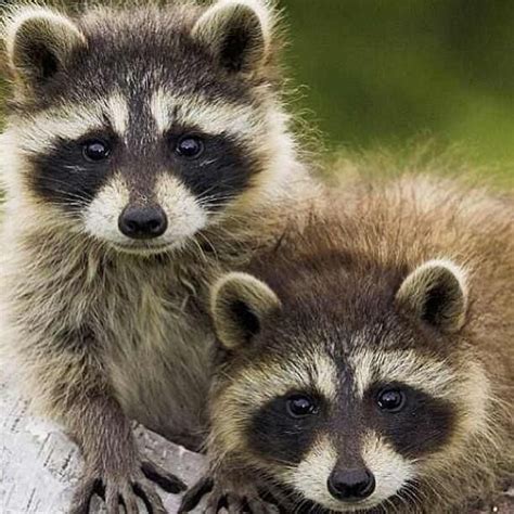 Can you pet a baby raccoon? Account Suspended | Baby raccoon, Cute raccoon, Cute animals