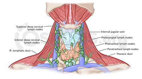 Anatomy Of Neck And Regional Lymph Nodes Lymph Nodes Anatomy My Xxx Hot Girl