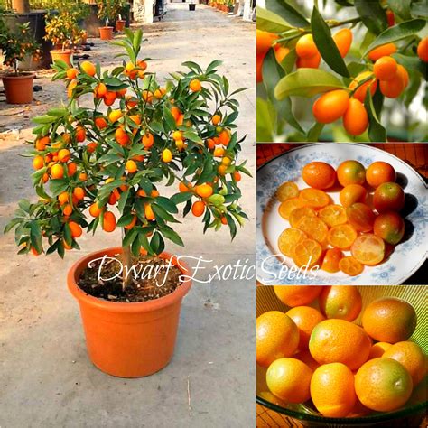 Fruittangerine Citrus Easy 20 Mini Potted Edible Drawf Orange Bonsai