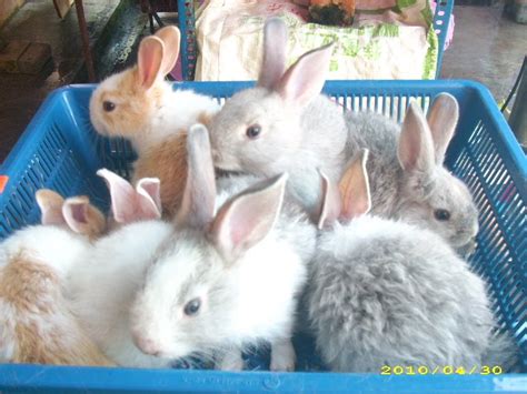 Arnab arnab atau dalam bahasa inggeris dikenali sebagai rabbit merupakan sejenis mamalia kecil yang comel. SHAMZA AGRO PRODUCT: ANAK-ANAK ARNAB MIX