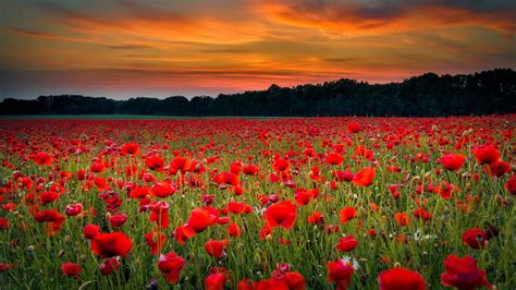 Red Common Poppy Flowers Field Green Grass Under Yellow