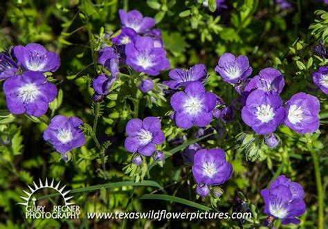 Purple Flowers In Texas Hill Country Food Ideas