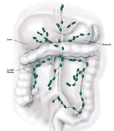 Colon And Rectal Anatomy