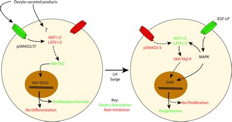 Working Model Demonstrating The Regulation Of Hippo Signaling During