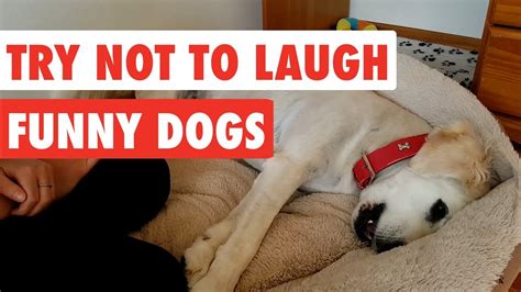 Try Not To Laugh Funny Dog Video Compilation 2017 Youtube