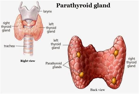Parathyroid Gland Anatomy Structure Function Hormones And Tetany