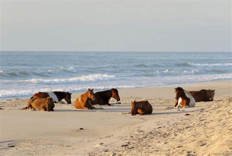 This is where my family vacationed every year when i was growing up. Assateague Island National Seashore Campground ...