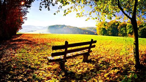 Autumn Lovely Seat Relax Bench Sunny Beautiful Trees Sky