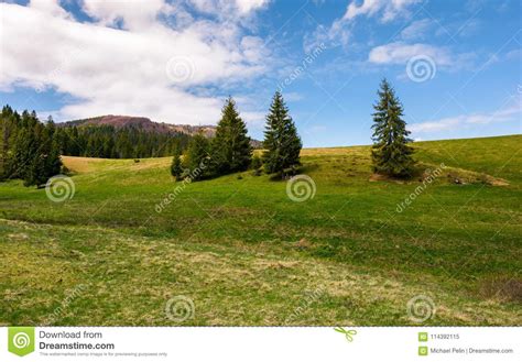 Forested Hills And Grassy Meadows In Springtime Stock Image Image Of